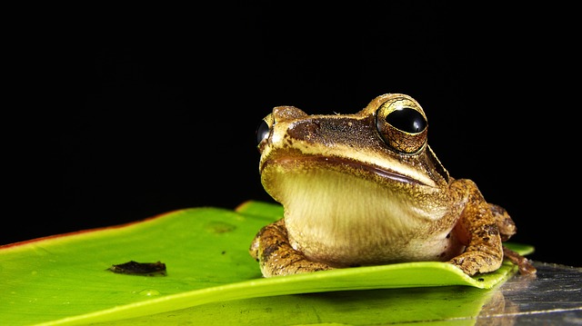 frog-173622_640