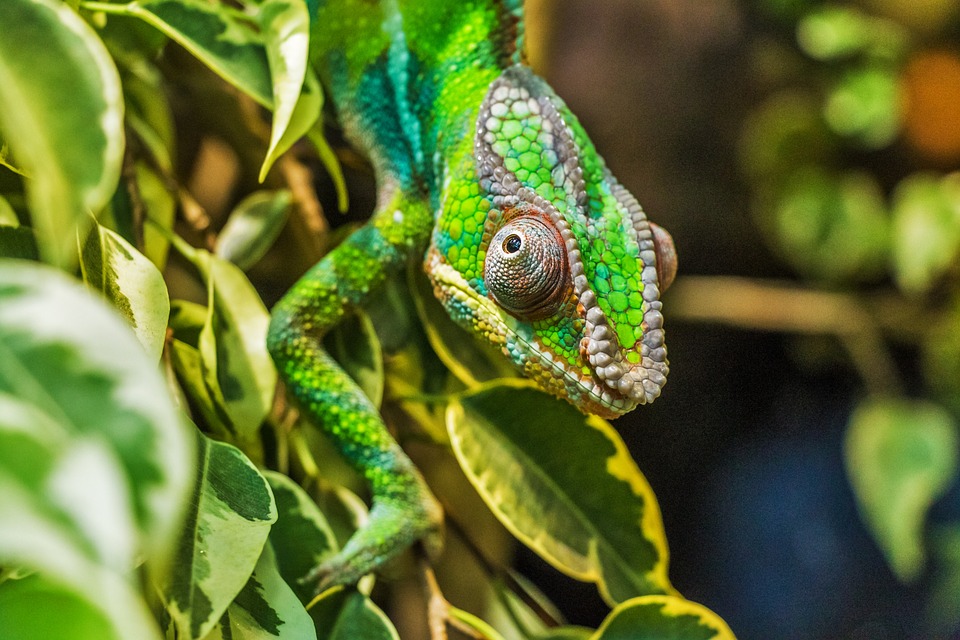 chameleon-384957_960_720